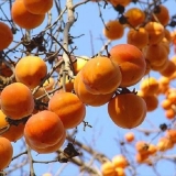 Šta se može napraviti od dragulja za zimu